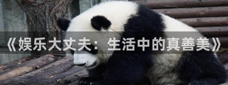 高德娱乐